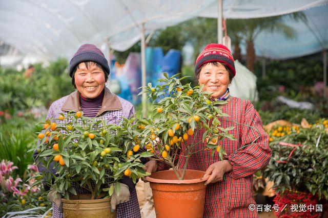 江蘇最大的花卉批發(fā)市場，豬年春節(jié)前夕備貨忙